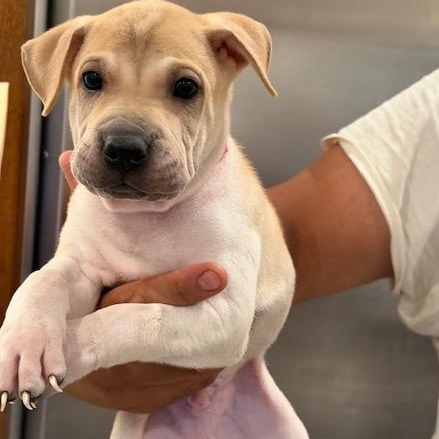 Jess, ADOPTABLE, Puppy Female Shar-Pei.
