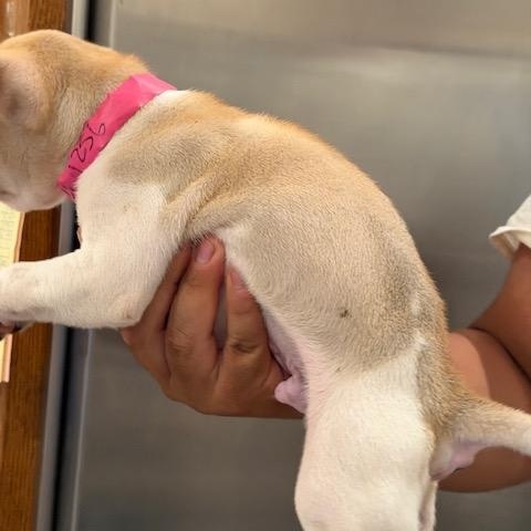 Enlarge Jess, a ADOPTABLE mixed breed in Agua Dulce, CA image 2/6