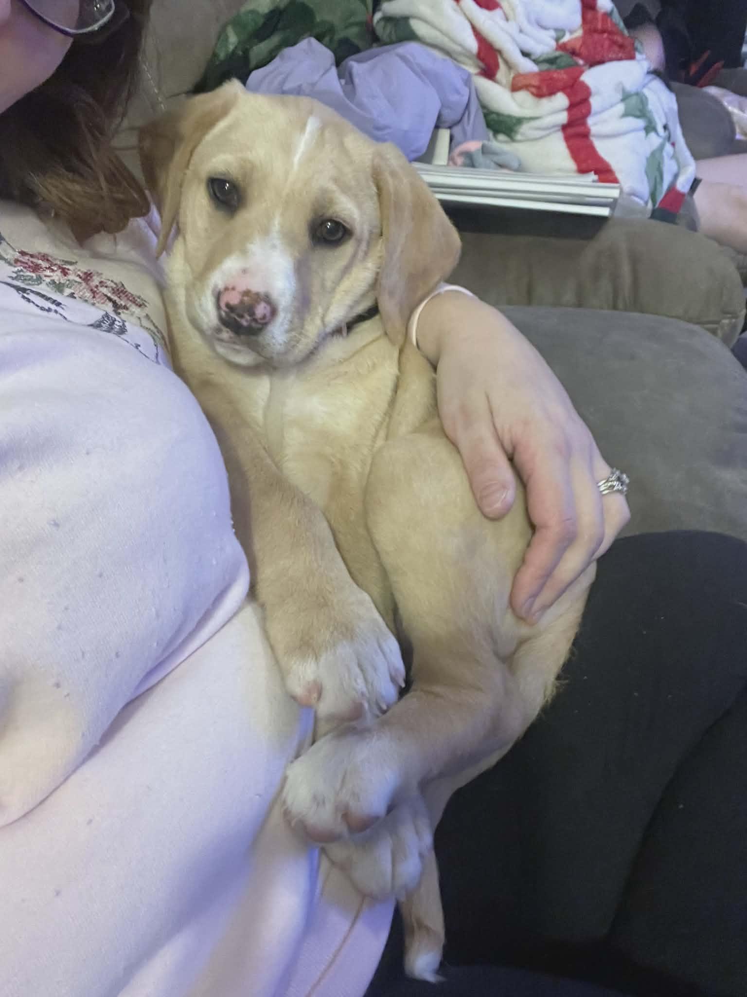 Teela, Adoptable, Puppy Female Labrador Retriever & Beagle.