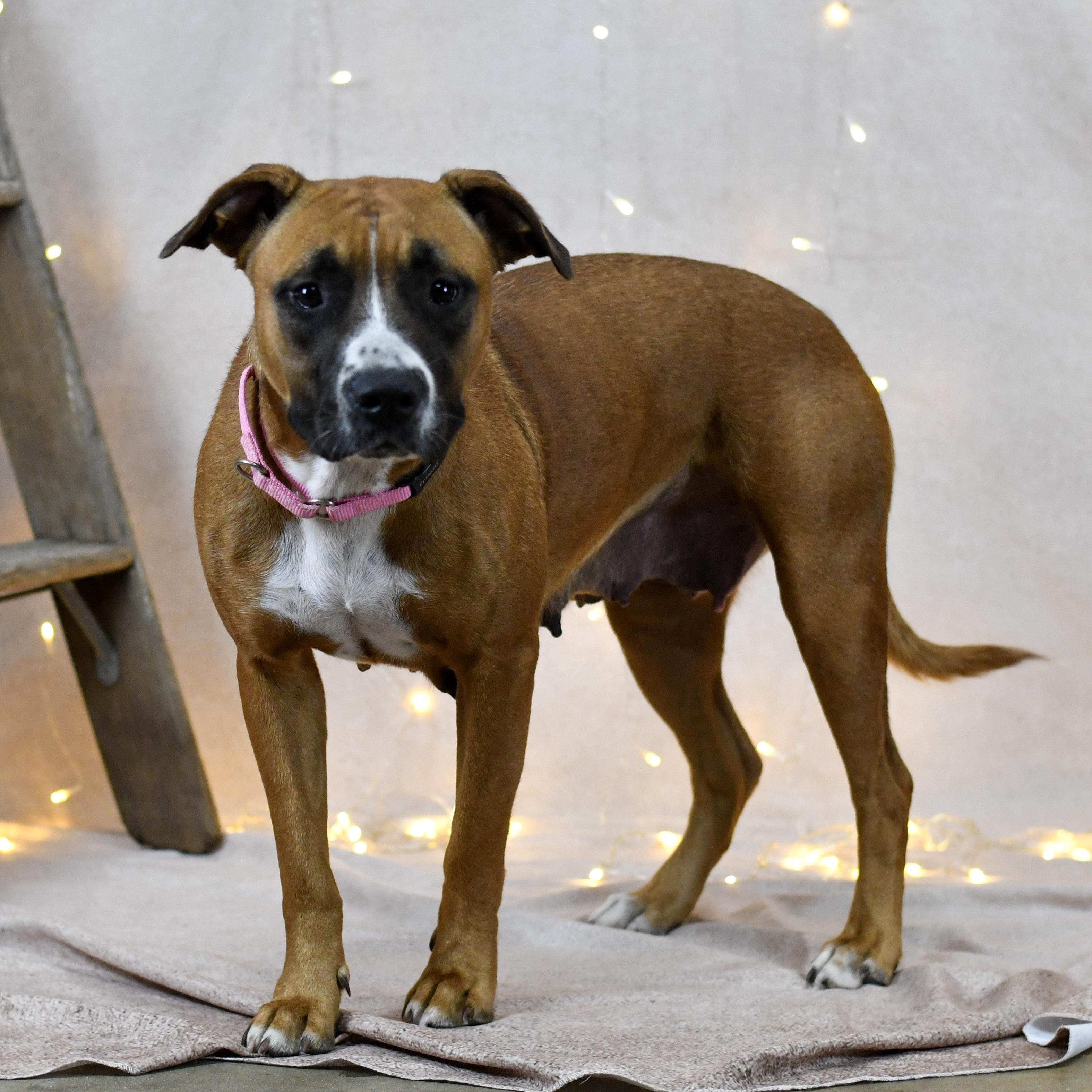 Ursula, ADOPTABLE, Adult Female Boxer.