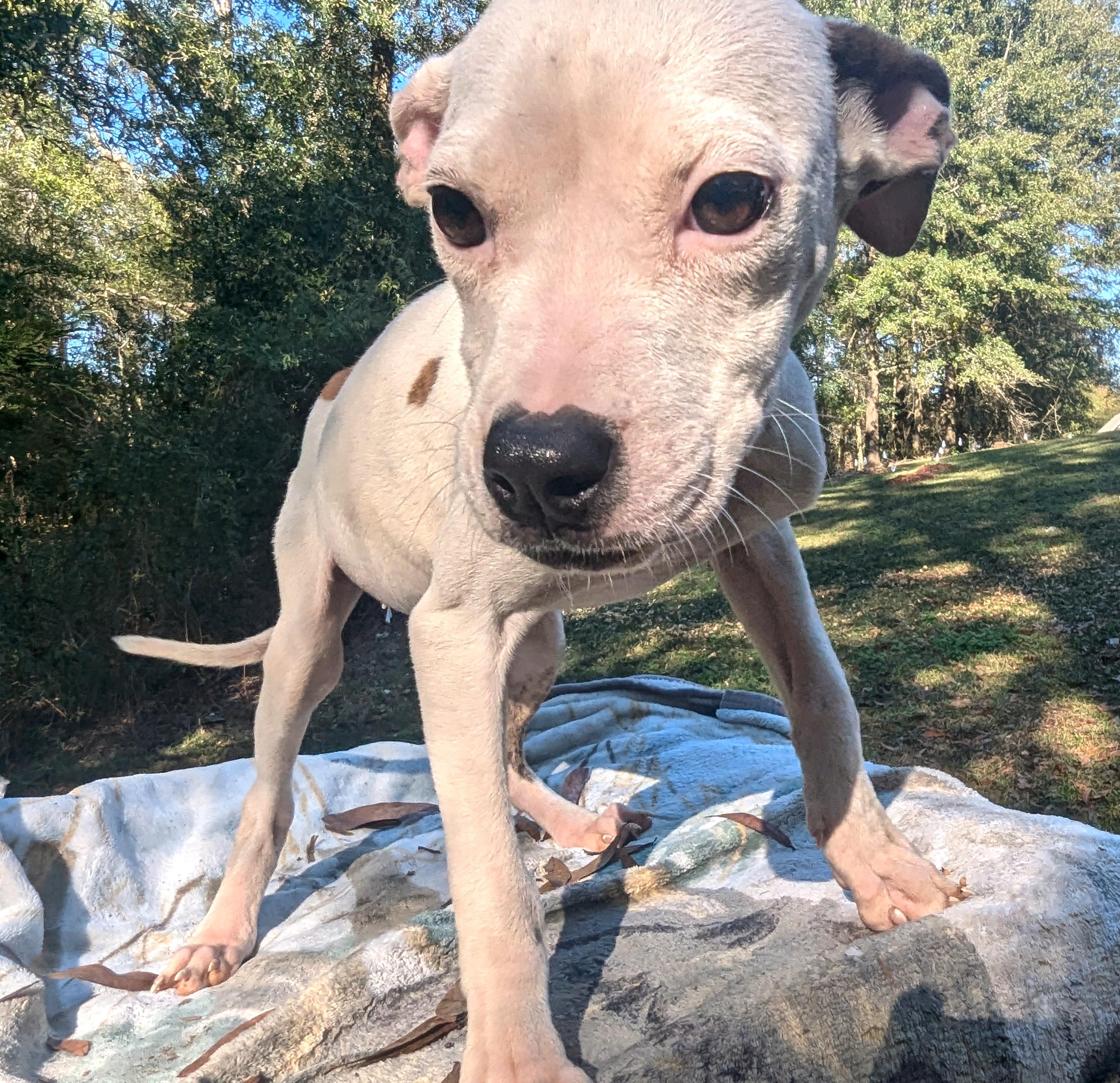 Enlarge WINTER - Sponsored Adoption Fee!!, a Adoptable Pit Bull Terrier in Fosters, AL image 5/6