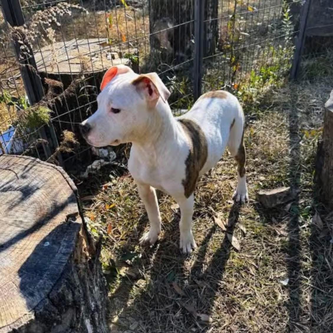 Enlarge WINTER - Sponsored Adoption Fee!!, a Adoptable Pit Bull Terrier in Fosters, AL image 3/6