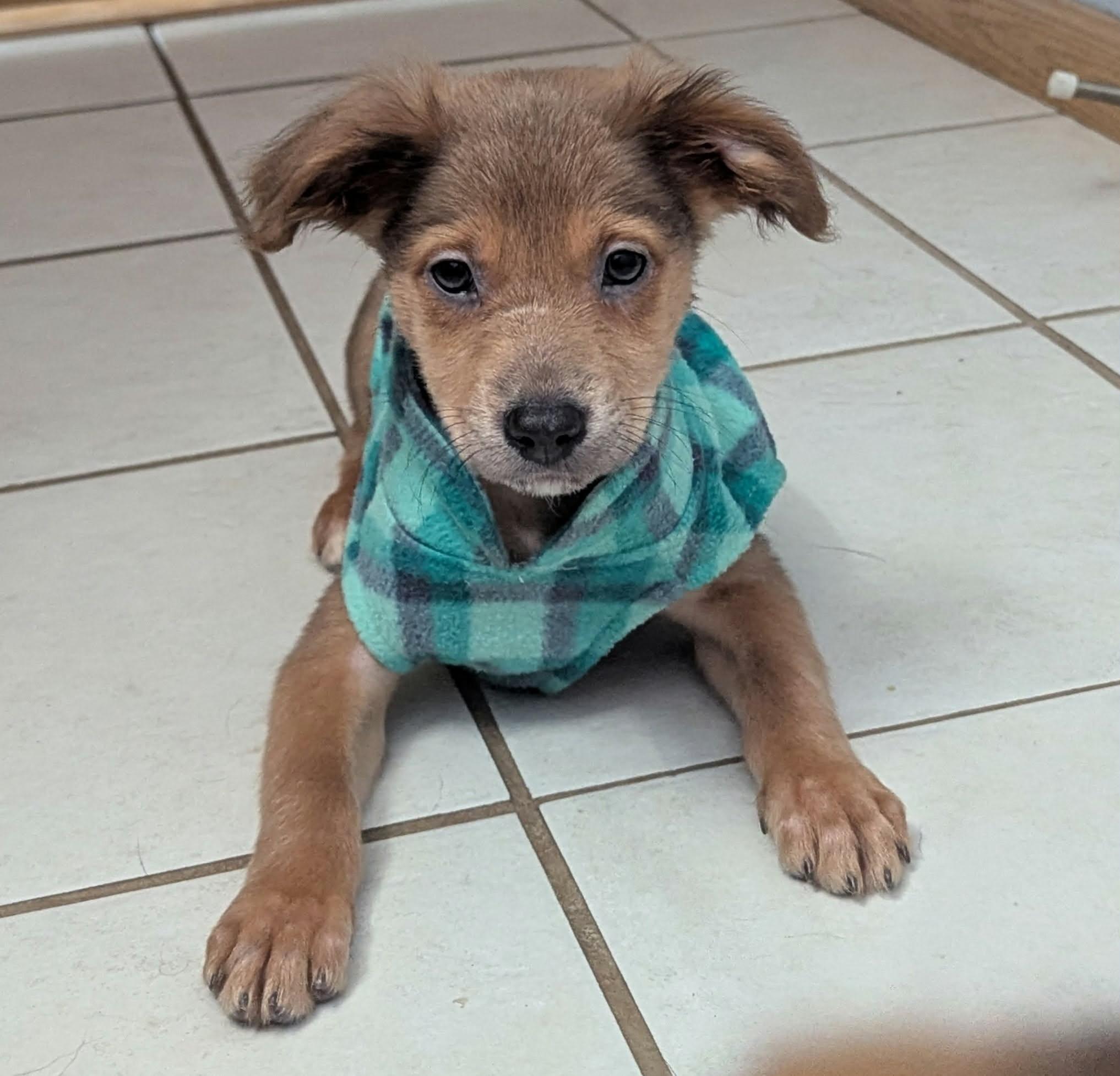 Reese the mixed Breed Puppy, Adoptable, Puppy Female Retriever & Australian Shepherd.