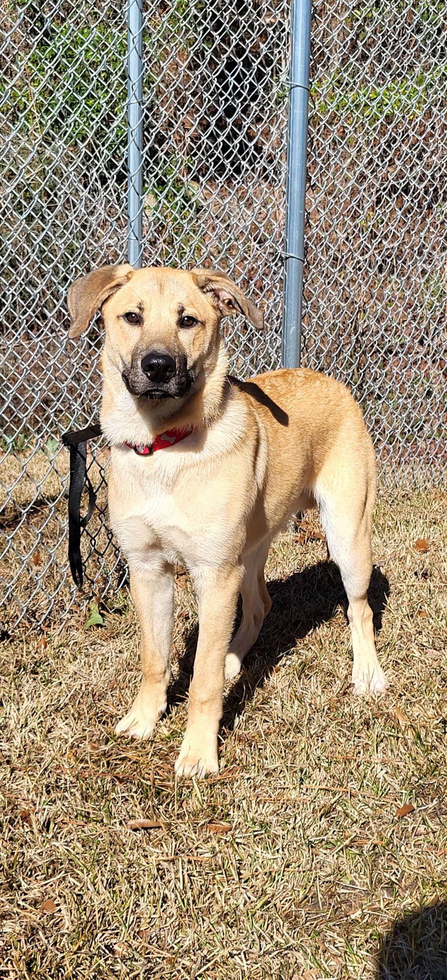 Enlarge Apollo, a ADOPTABLE mixed breed in Marion, MS image 1/1