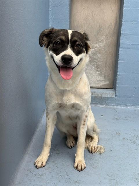 Enlarge BLESSING, a Adoptable mixed breed in Downey, CA image 1/1