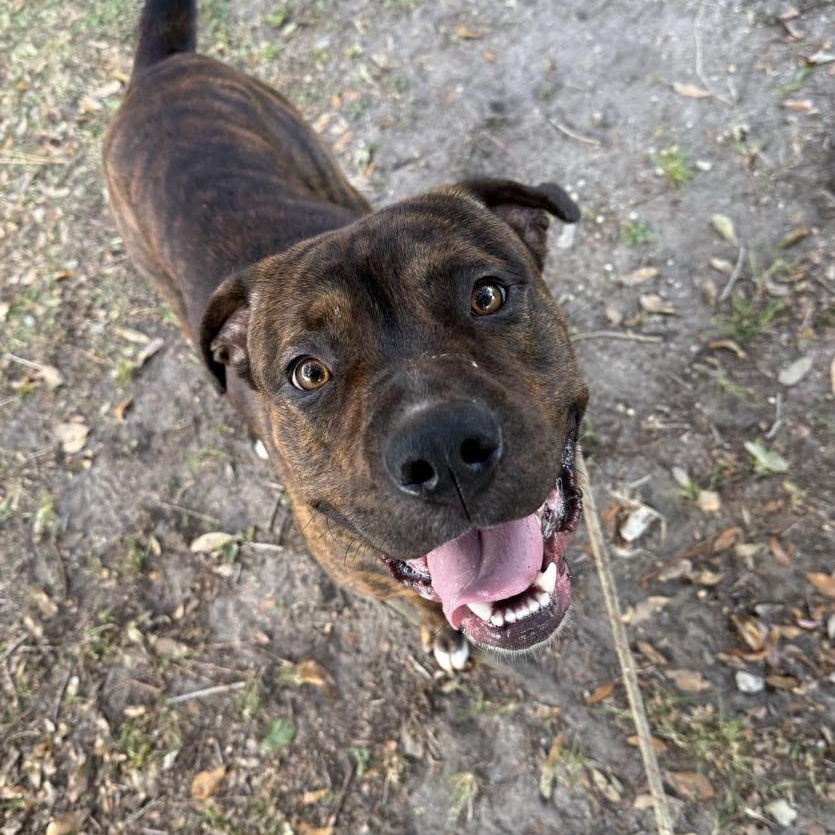 Meatloaf, a Adoptable Mixed Breed in Myrtle Beach, SC image 2/3