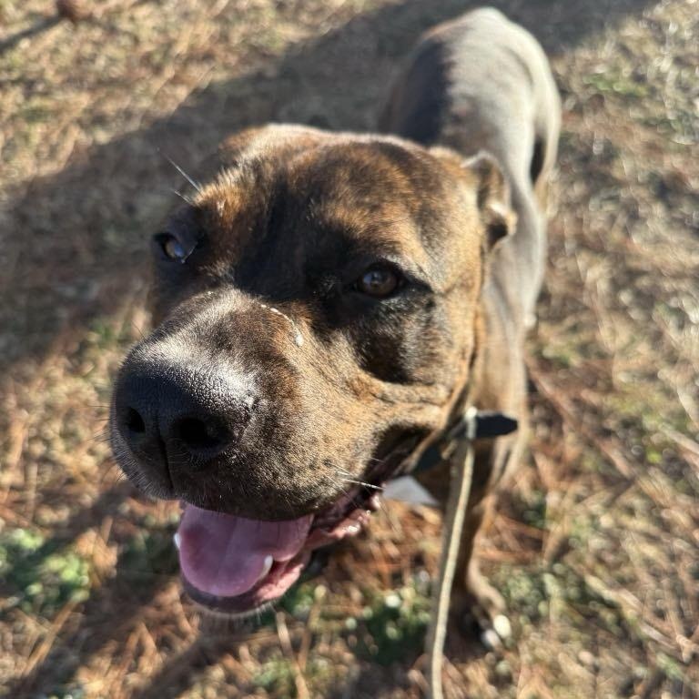 Meatloaf, a Adoptable Mixed Breed in Myrtle Beach, SC image 3/3