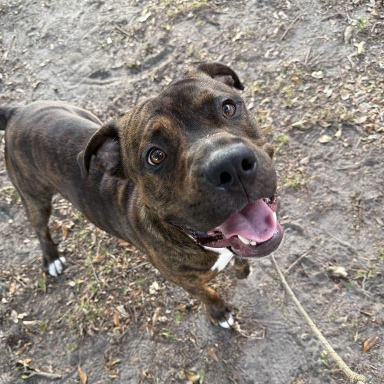 Meatloaf, Adoptable, Adult Male Mixed Breed.