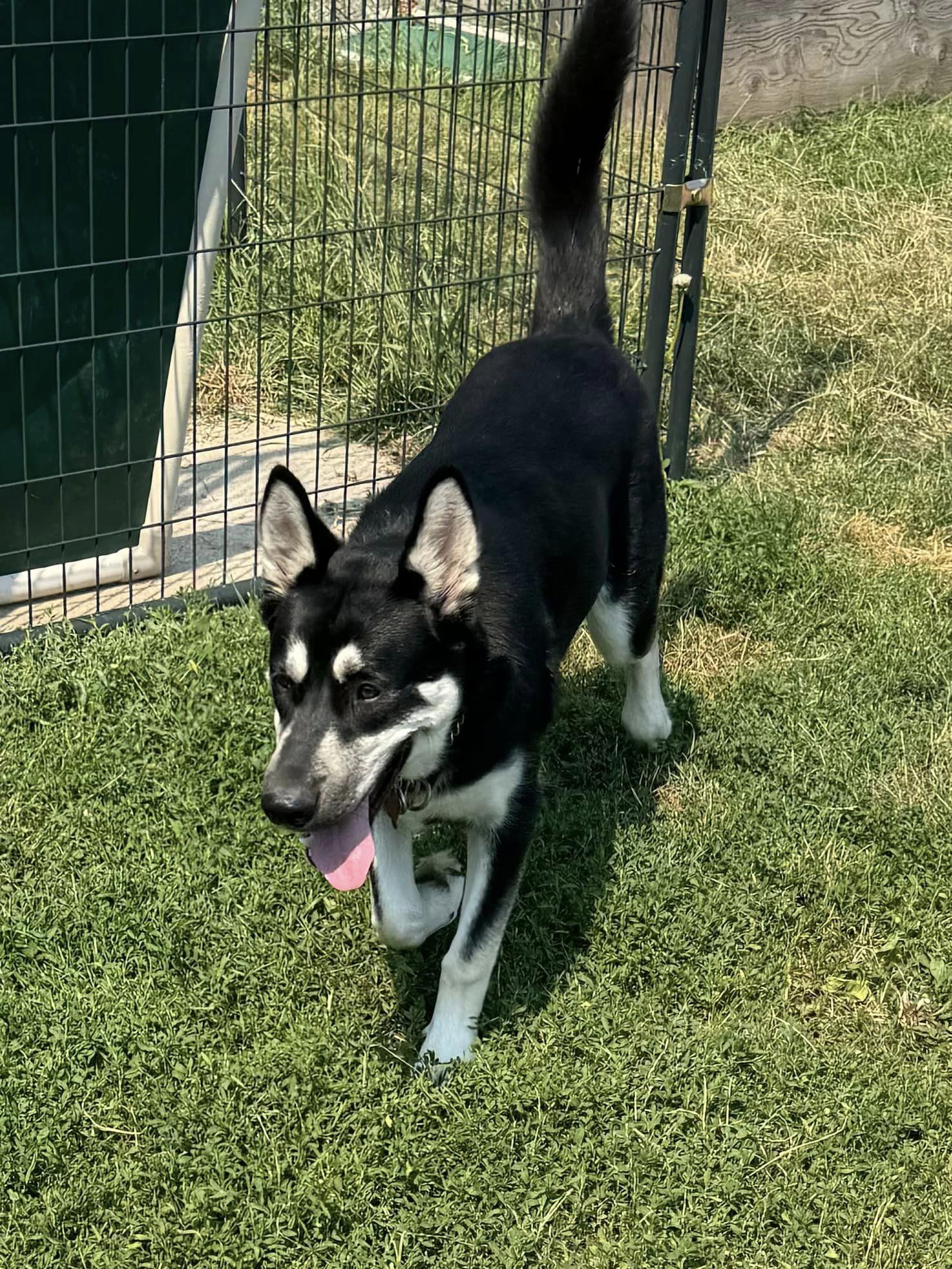 Shiva, a Adoptable Siberian Husky in Deer Park, WA image 2/6