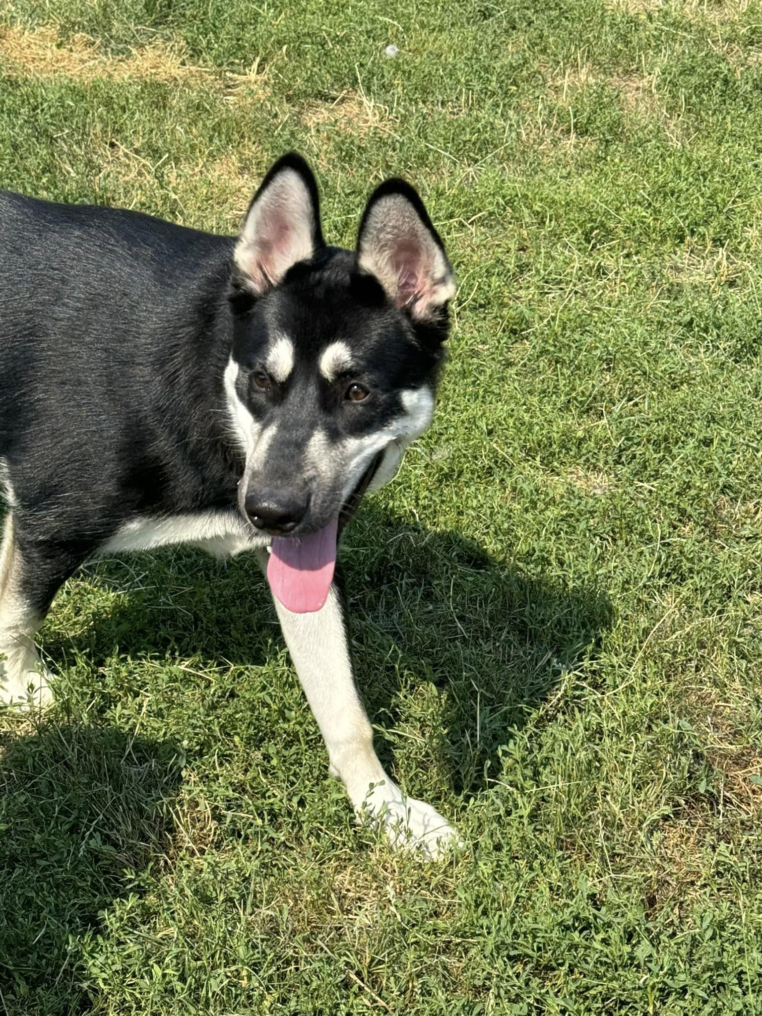 Shiva, a Adoptable Siberian Husky in Deer Park, WA image 4/6