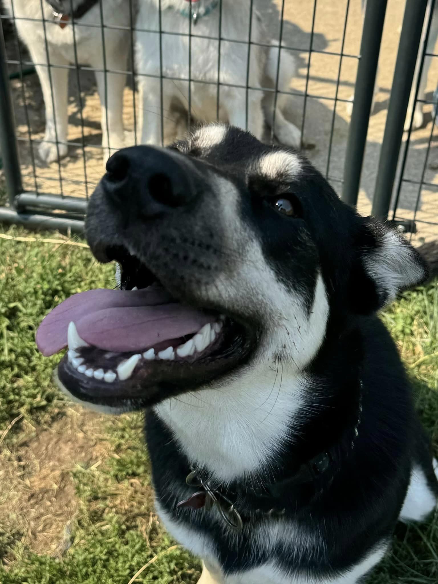 Shiva, a Adoptable Siberian Husky in Deer Park, WA image 5/6