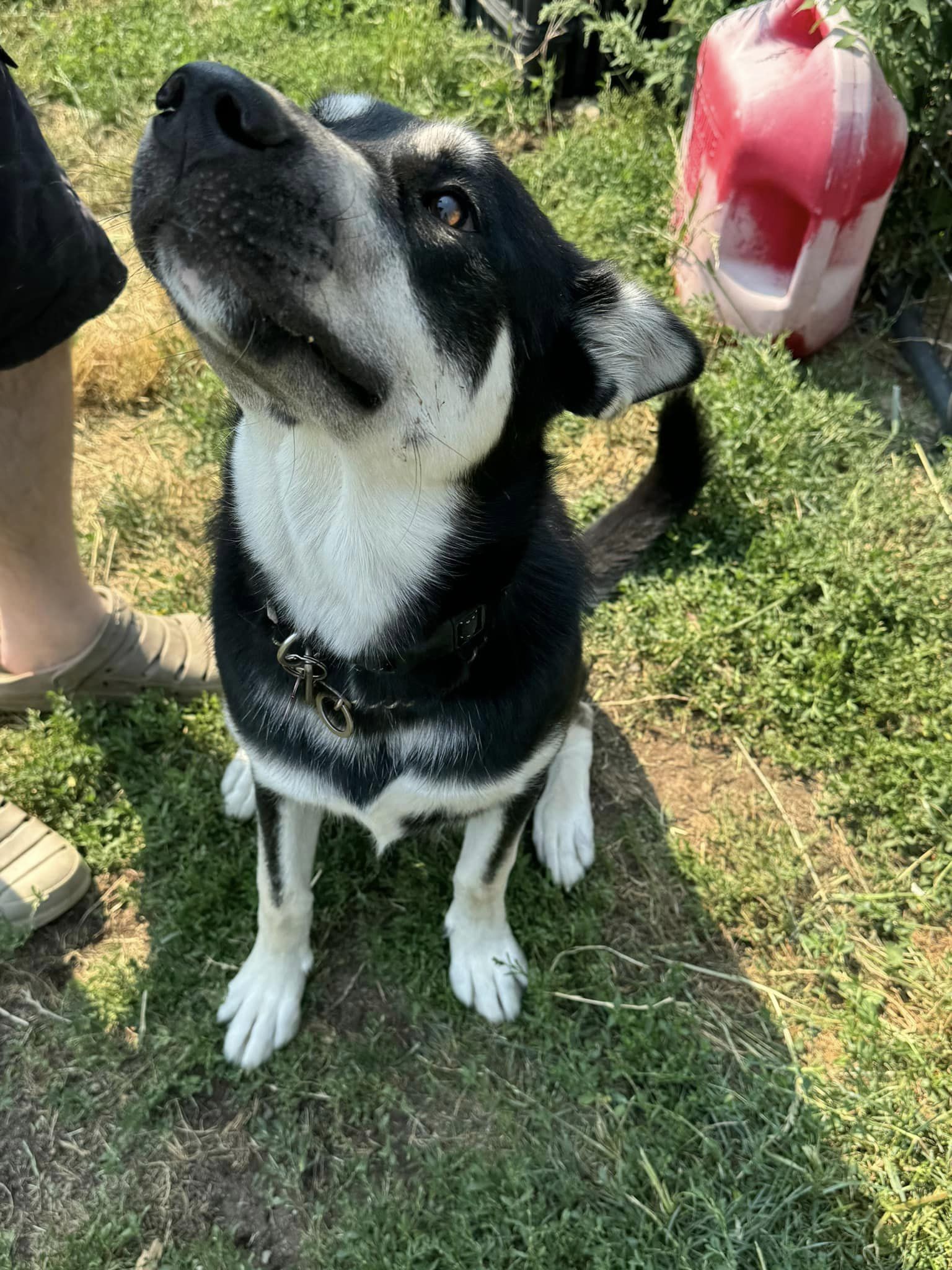 Shiva, a Adoptable Siberian Husky in Deer Park, WA image 6/6