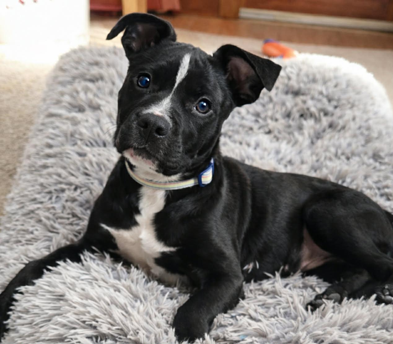 Enlarge Waylon, a ADOPTABLE mixed breed in Brunswick, ME image 2/3