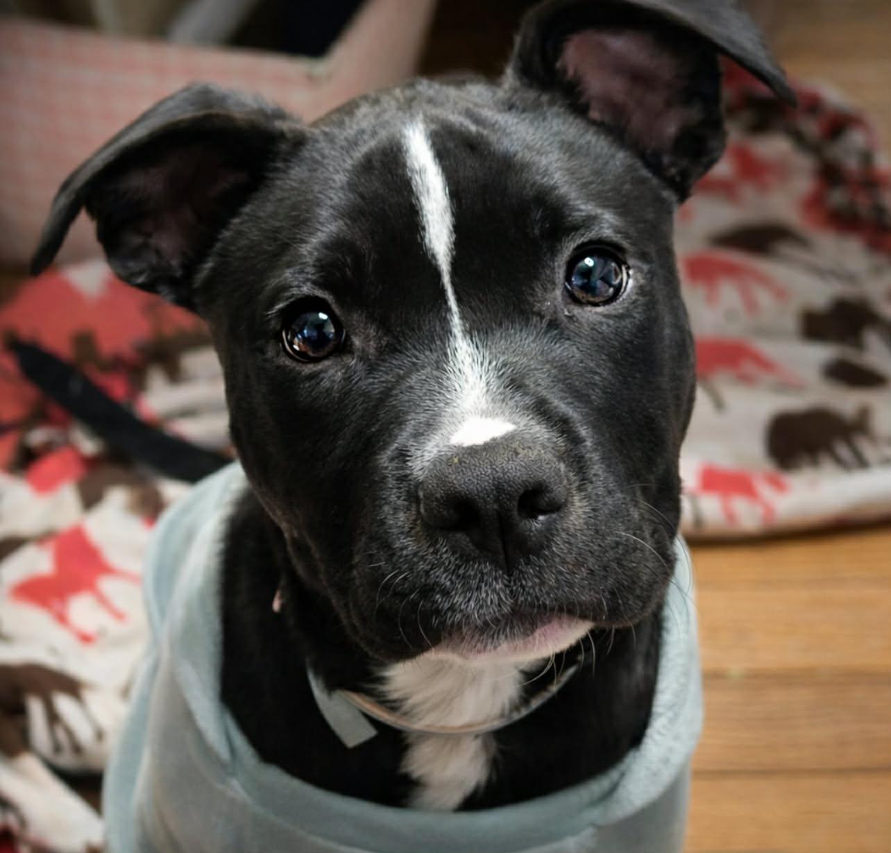 Waylon, ADOPTABLE, Puppy Male Labrador Retriever.