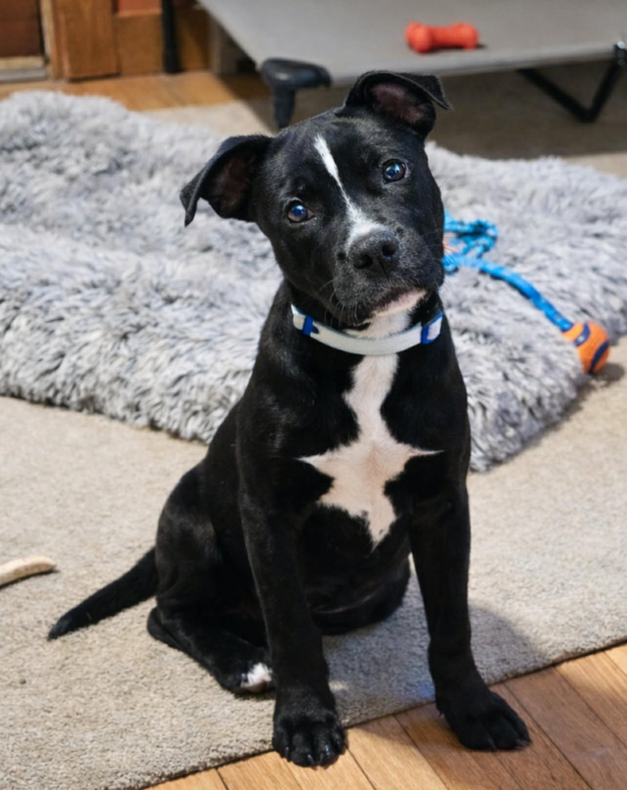 Enlarge Waylon, a ADOPTABLE mixed breed in Brunswick, ME image 3/3