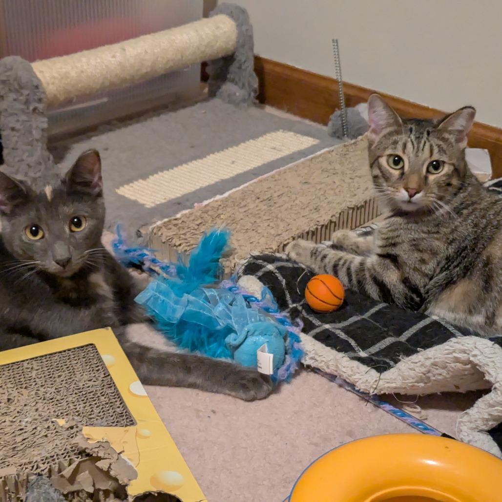 Cat Woman, Adoptable, Adult Female Domestic Short Hair.