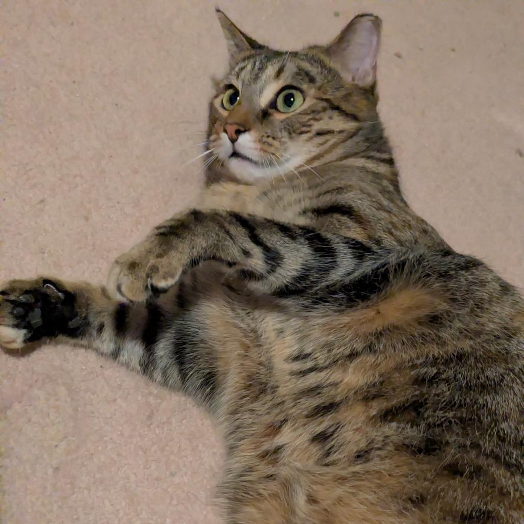 Enlarge Cat Woman, a Adoptable Domestic Short Hair in Gibsonia, PA image 2/6