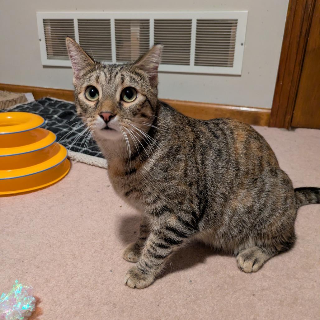 Enlarge Cat Woman, a Adoptable Domestic Short Hair in Gibsonia, PA image 3/6
