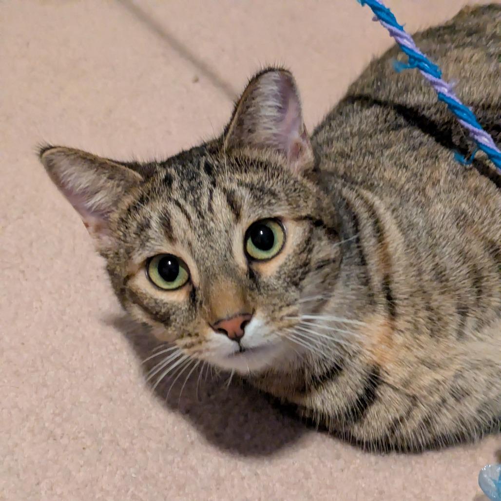 Enlarge Cat Woman, a Adoptable Domestic Short Hair in Gibsonia, PA image 4/6