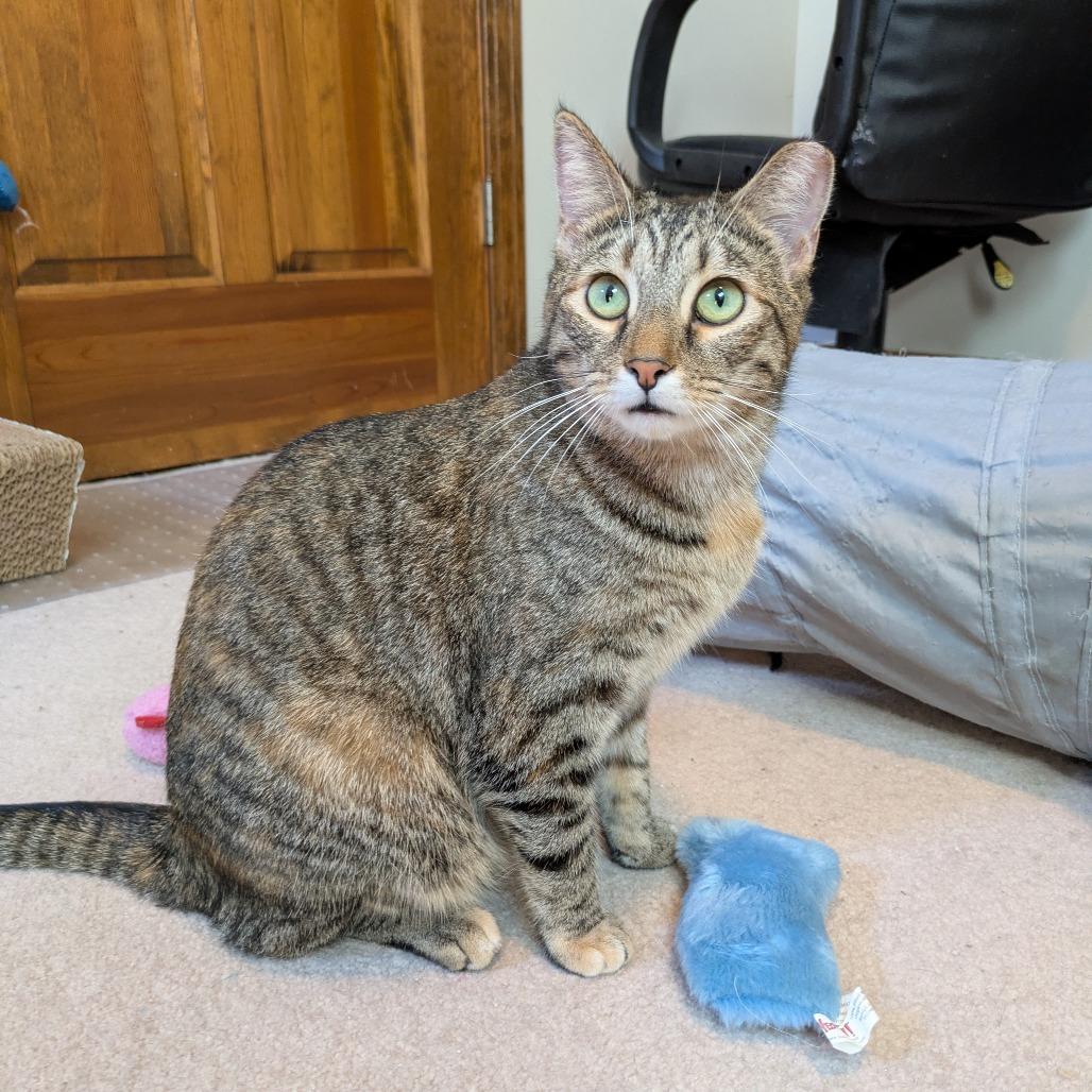 Cat Woman, a Adoptable Domestic Short Hair in Gibsonia, PA image 2/6