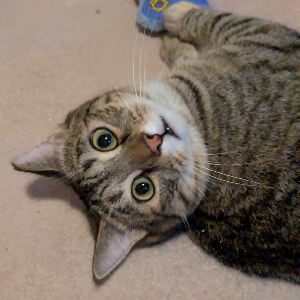 Enlarge Cat Woman, a Adoptable Domestic Short Hair in Gibsonia, PA image 5/6