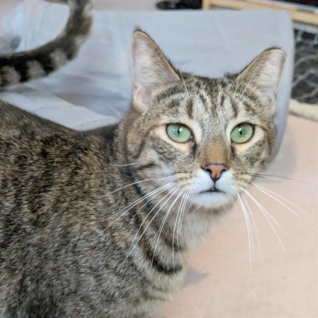 Cat Woman, a Adoptable Domestic Short Hair in Gibsonia, PA image 3/6
