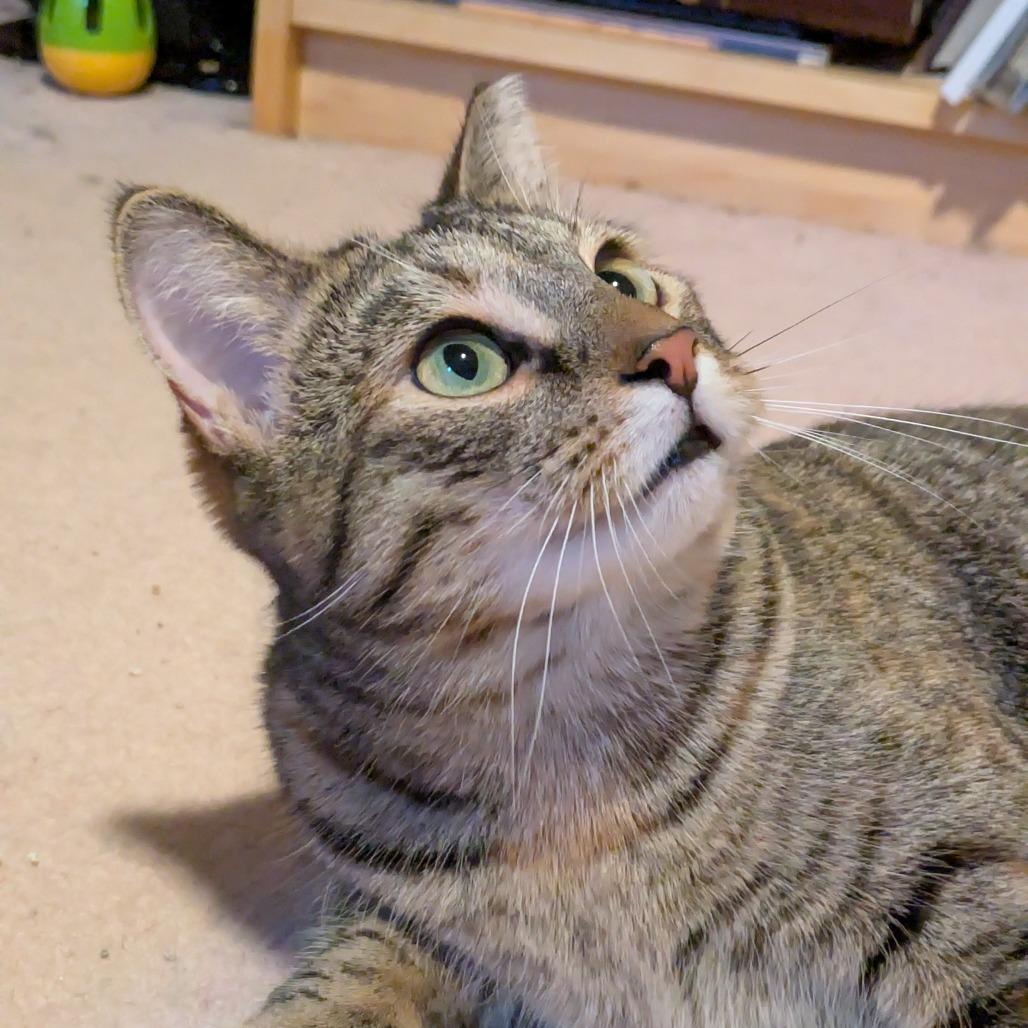 Enlarge Cat Woman, a Adoptable Domestic Short Hair in Gibsonia, PA image 6/6