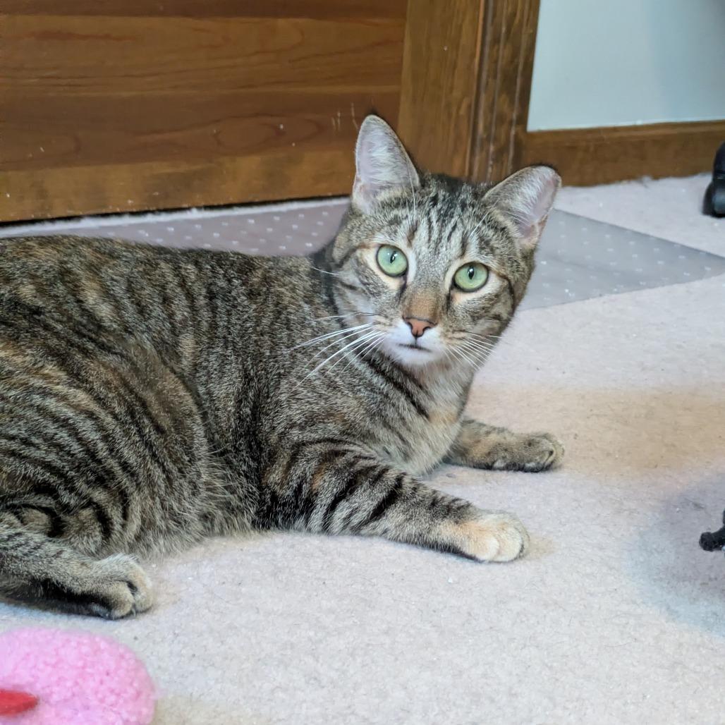 Cat Woman, a Adoptable Domestic Short Hair in Gibsonia, PA image 4/6