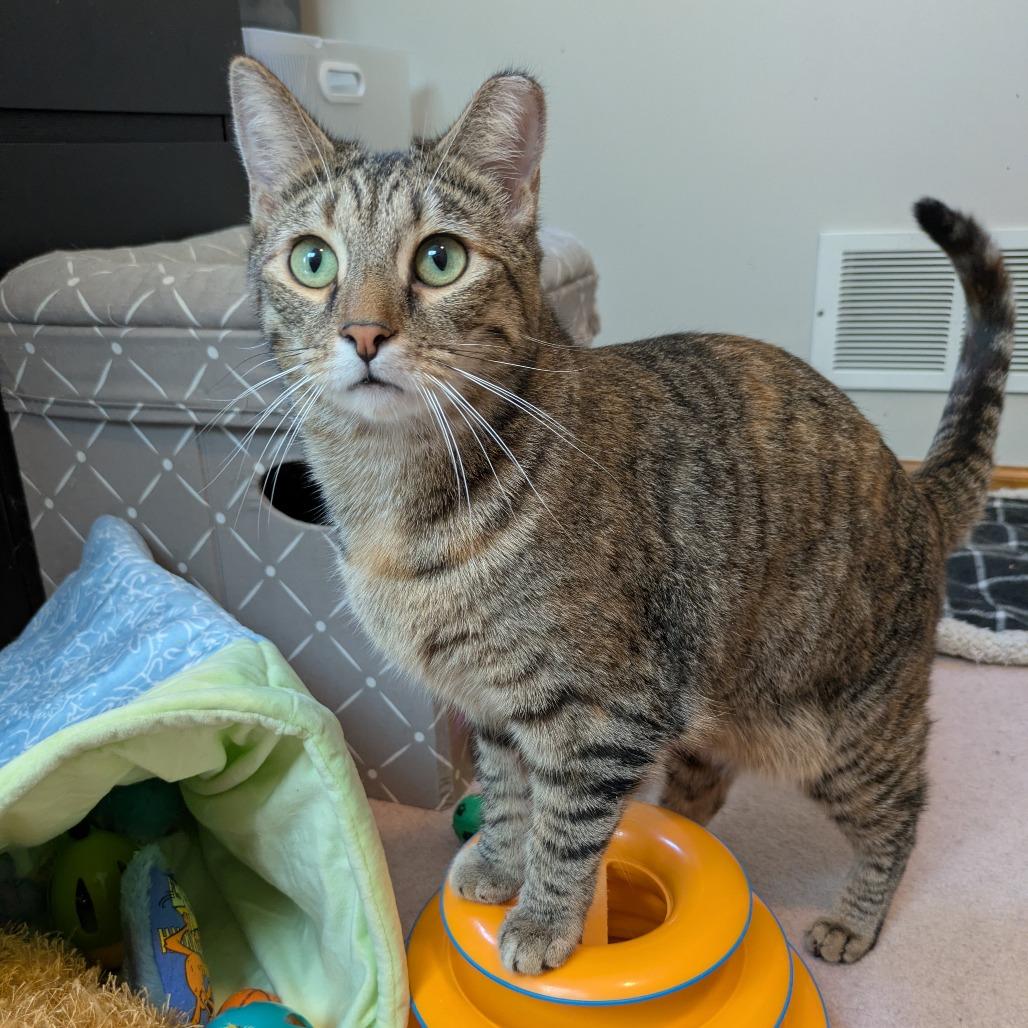 Cat Woman, a Adoptable Domestic Short Hair in Gibsonia, PA image 5/6