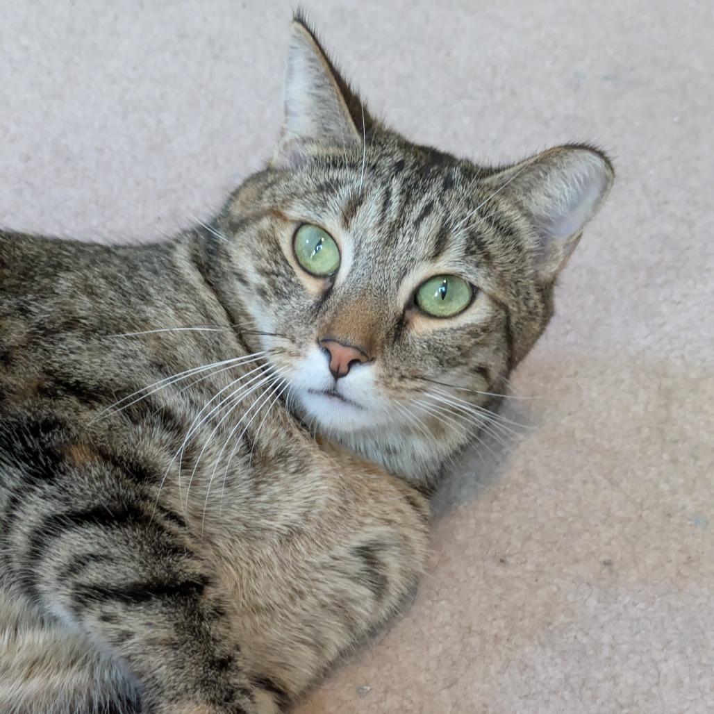 Cat Woman, a Adoptable Domestic Short Hair in Gibsonia, PA image 6/6