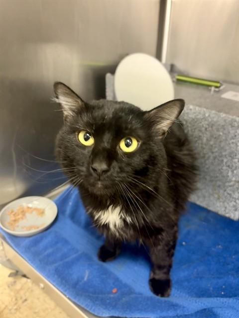 MILO, Adoptable, Young Male Domestic Medium Hair.