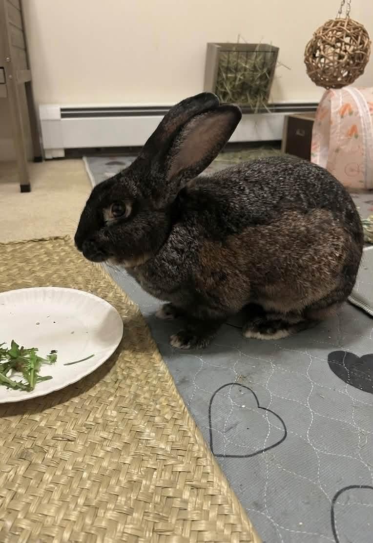 Enlarge Chestnut, a Adoptable New Zealand in St. Charles, MO image 2/3