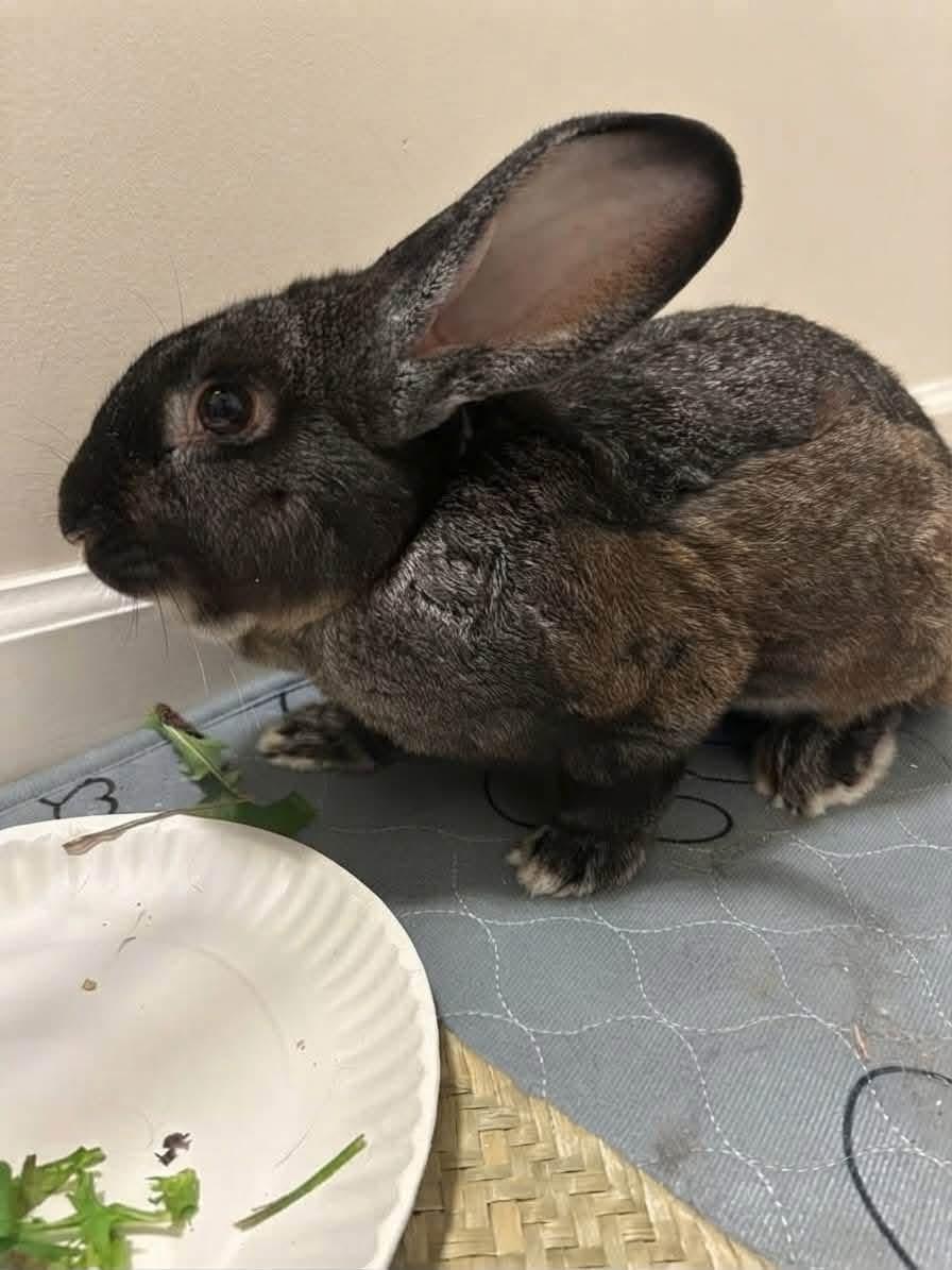 Chestnut, Adoptable, Adult Male New Zealand.