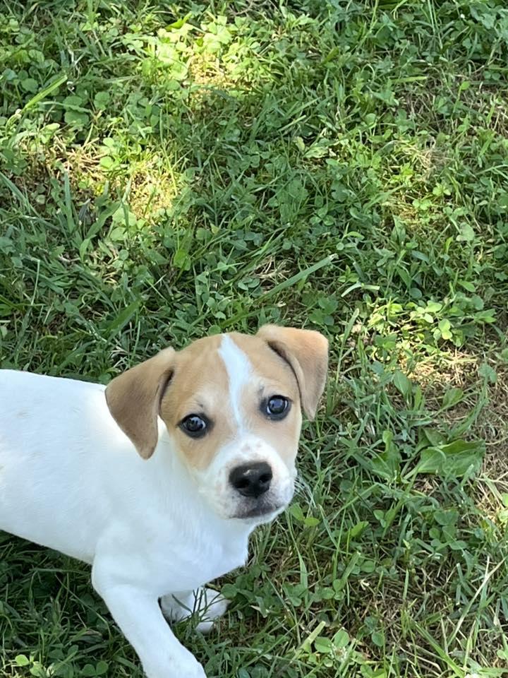 Owen Hunt, Baby Male Mixed Breed