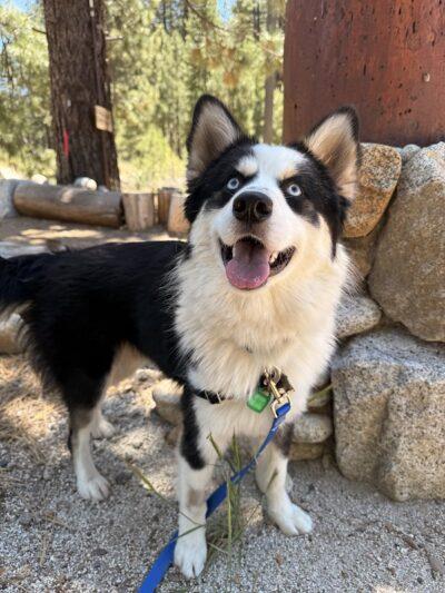 Greyson, ADOPTABLE, Young Male Mixed Breed.