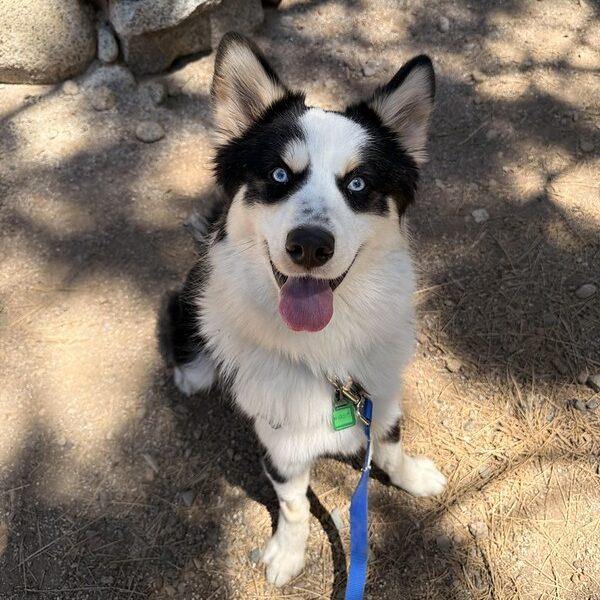 Greyson, a ADOPTABLE Mixed Breed in Truckee, CA image 2/4