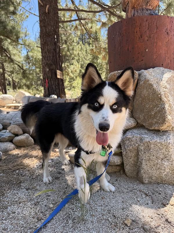 Greyson, a ADOPTABLE Mixed Breed in Truckee, CA image 3/4