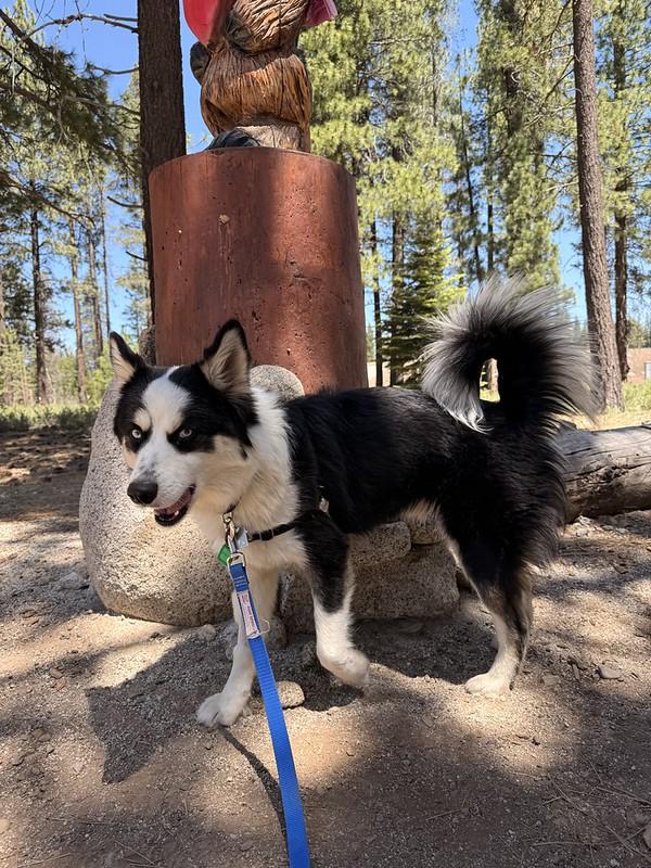 Greyson, a ADOPTABLE Mixed Breed in Truckee, CA image 4/4