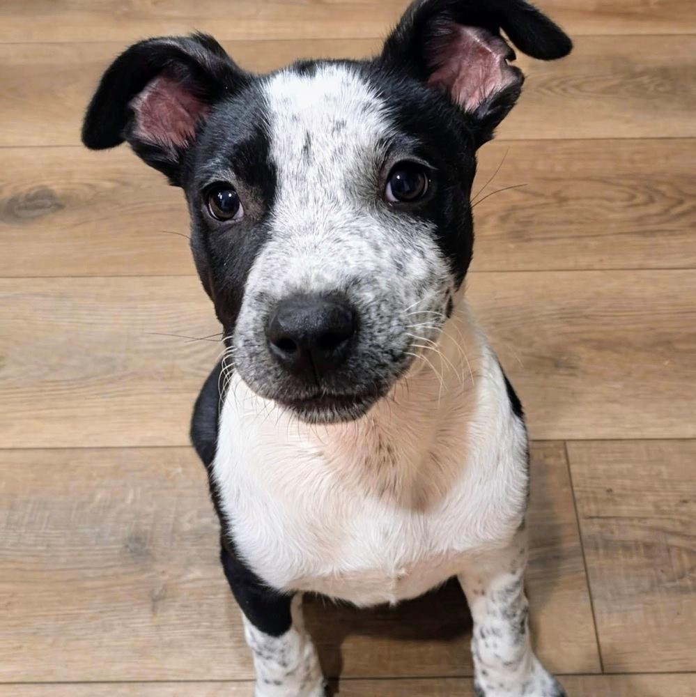 Elena, Adoptable, Puppy Female Mixed Breed.