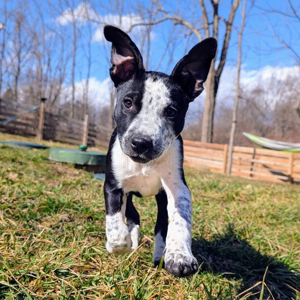 Elena, a Adoptable mixed breed in Reynoldsburg, OH image 2/6