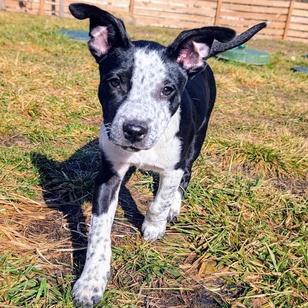 Elena, a Adoptable mixed breed in Reynoldsburg, OH image 3/6