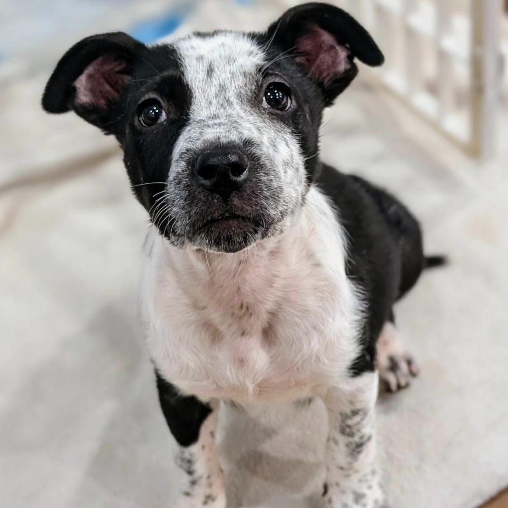 Elena, a Adoptable mixed breed in Reynoldsburg, OH image 4/6