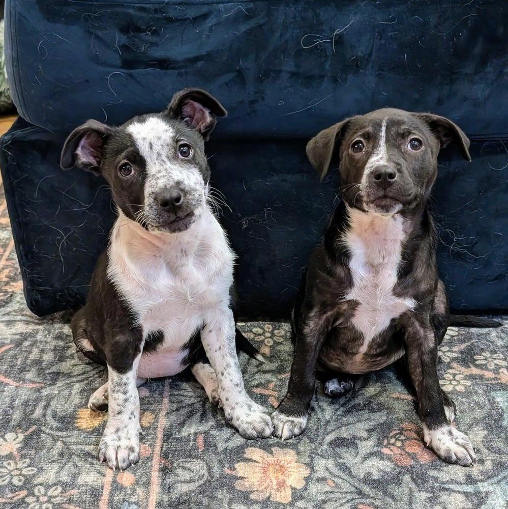 Elena, a Adoptable mixed breed in Reynoldsburg, OH image 5/6