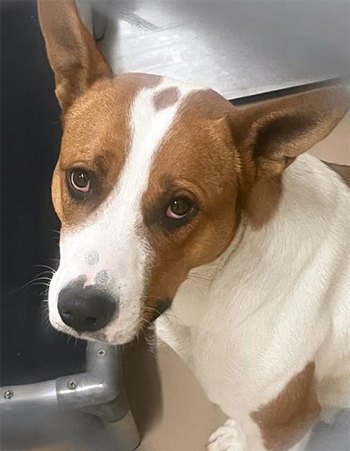 Enlarge SEGA, a Adoptable Mixed Breed in Nashville, TN image 2/2