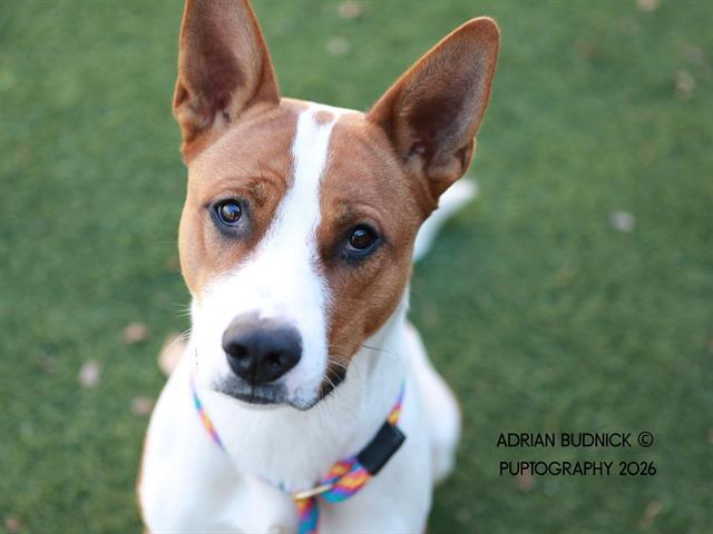 Enlarge SEGA, a Adoptable Mixed Breed in Nashville, TN image 1/2