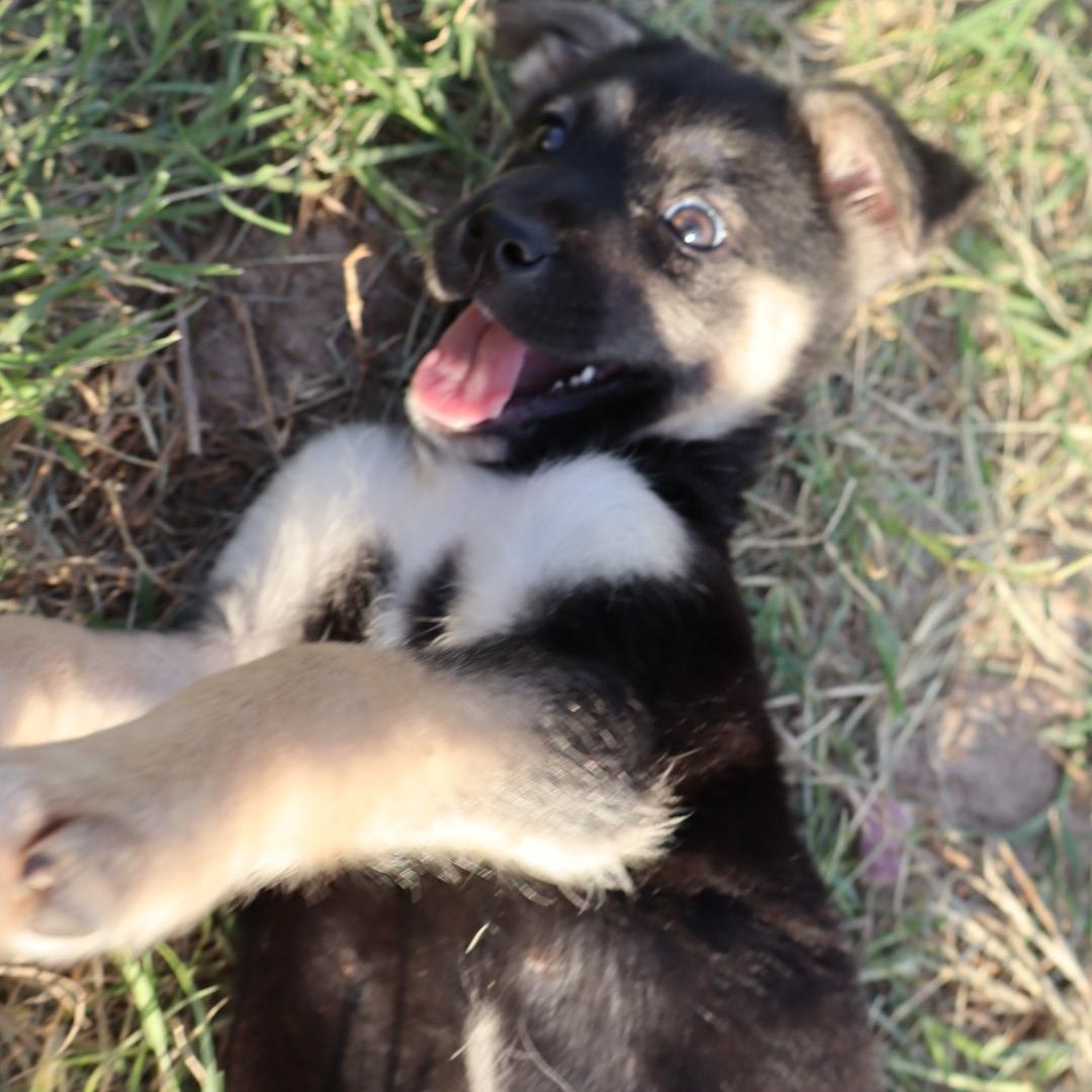 Enlarge May, an adopted mixed breed in Round Rock, TX image 2/5