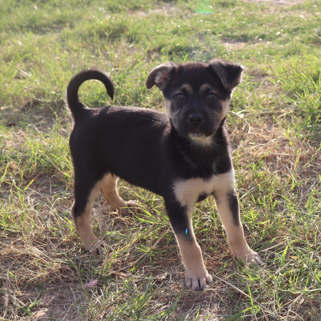 Enlarge May, an adopted mixed breed in Round Rock, TX image 3/5
