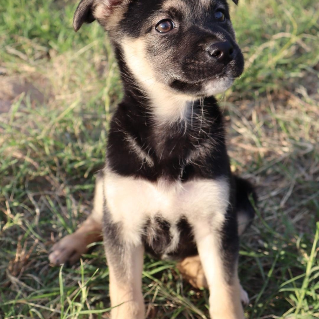 Enlarge May, an adopted mixed breed in Round Rock, TX image 4/5