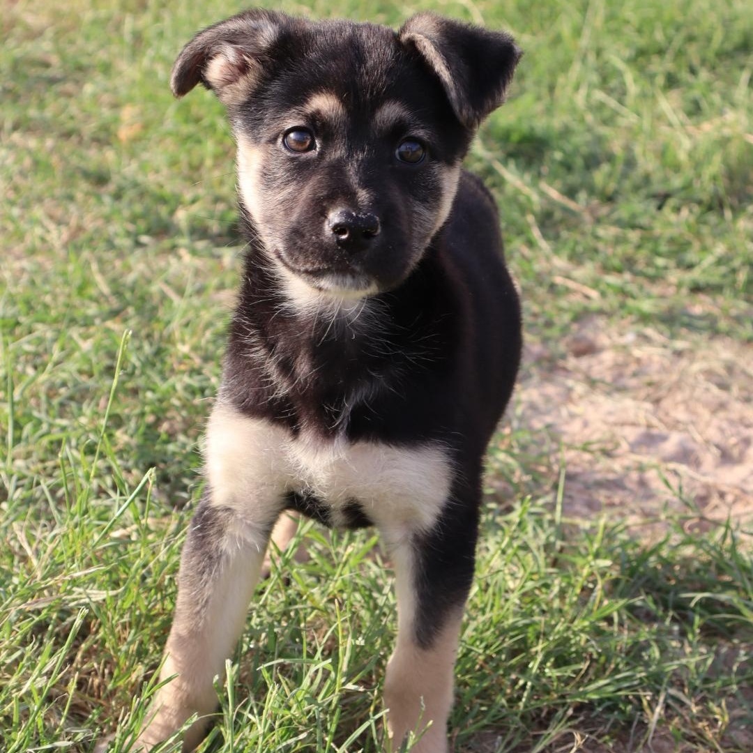 May, adopted, Puppy Female German Shepherd Dog.