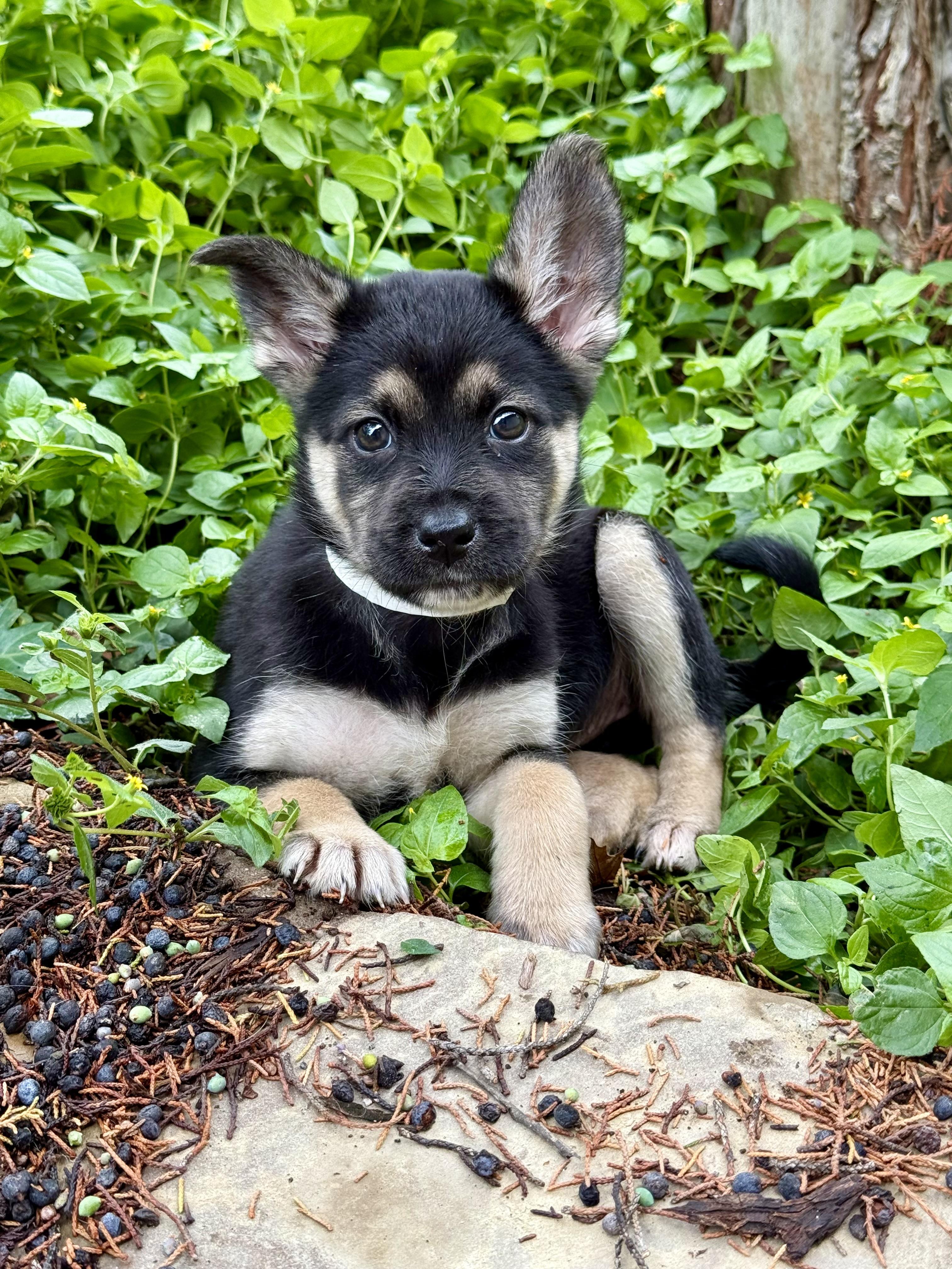 Enlarge May, an adopted mixed breed in Round Rock, TX image 5/5